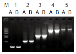 GeWei® 2×Taq Master Mix